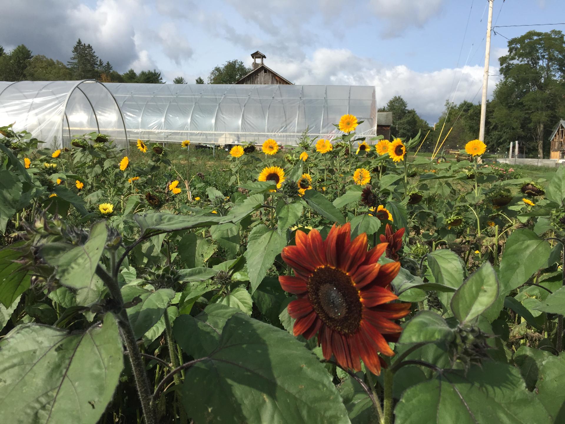 flowers growing in a field