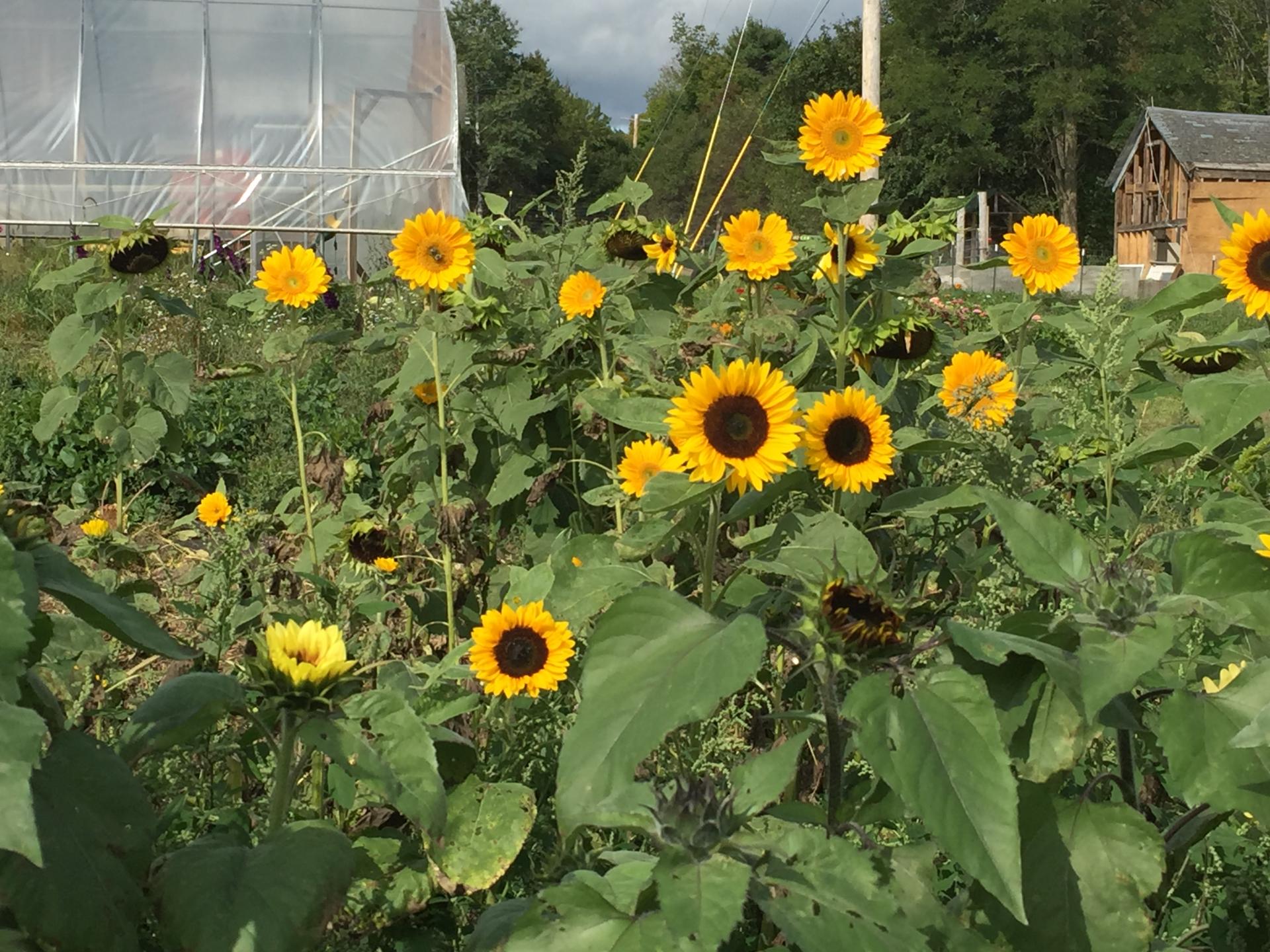 a group of sunflowers growing