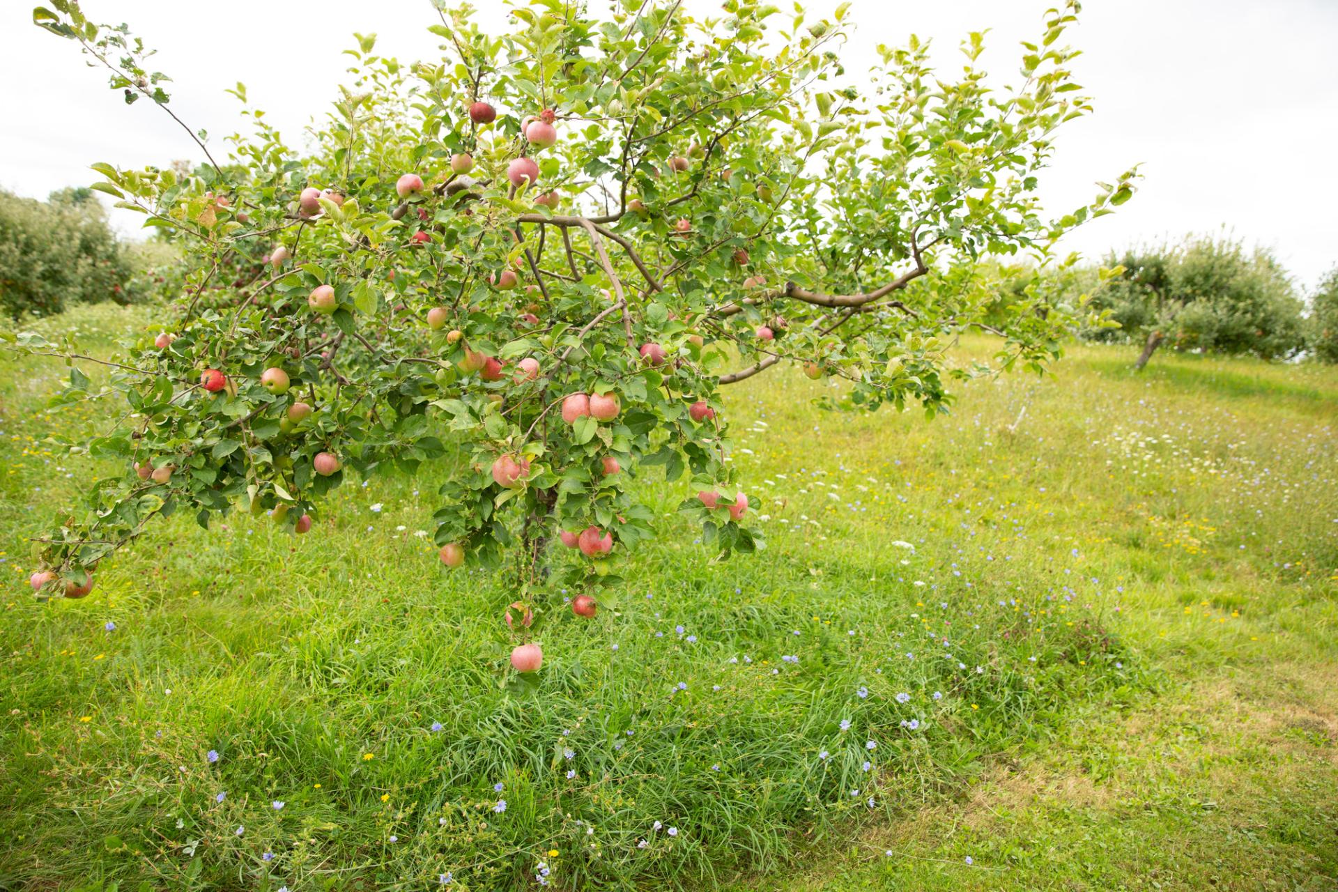 A small apple tree loaded with fruit.