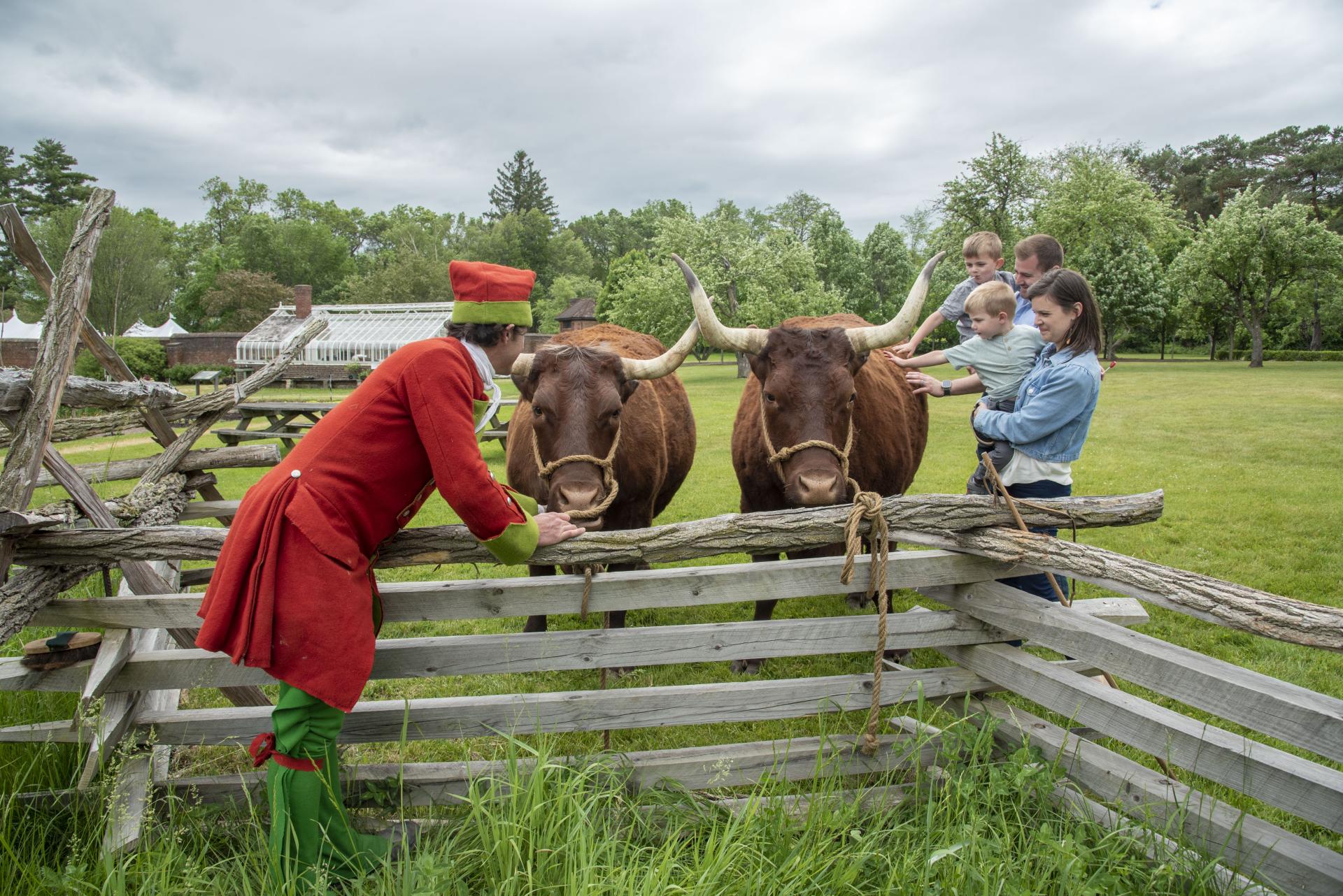 A family with two small children pet the long horned cows under the attentive watch of their handler in period correct attire.