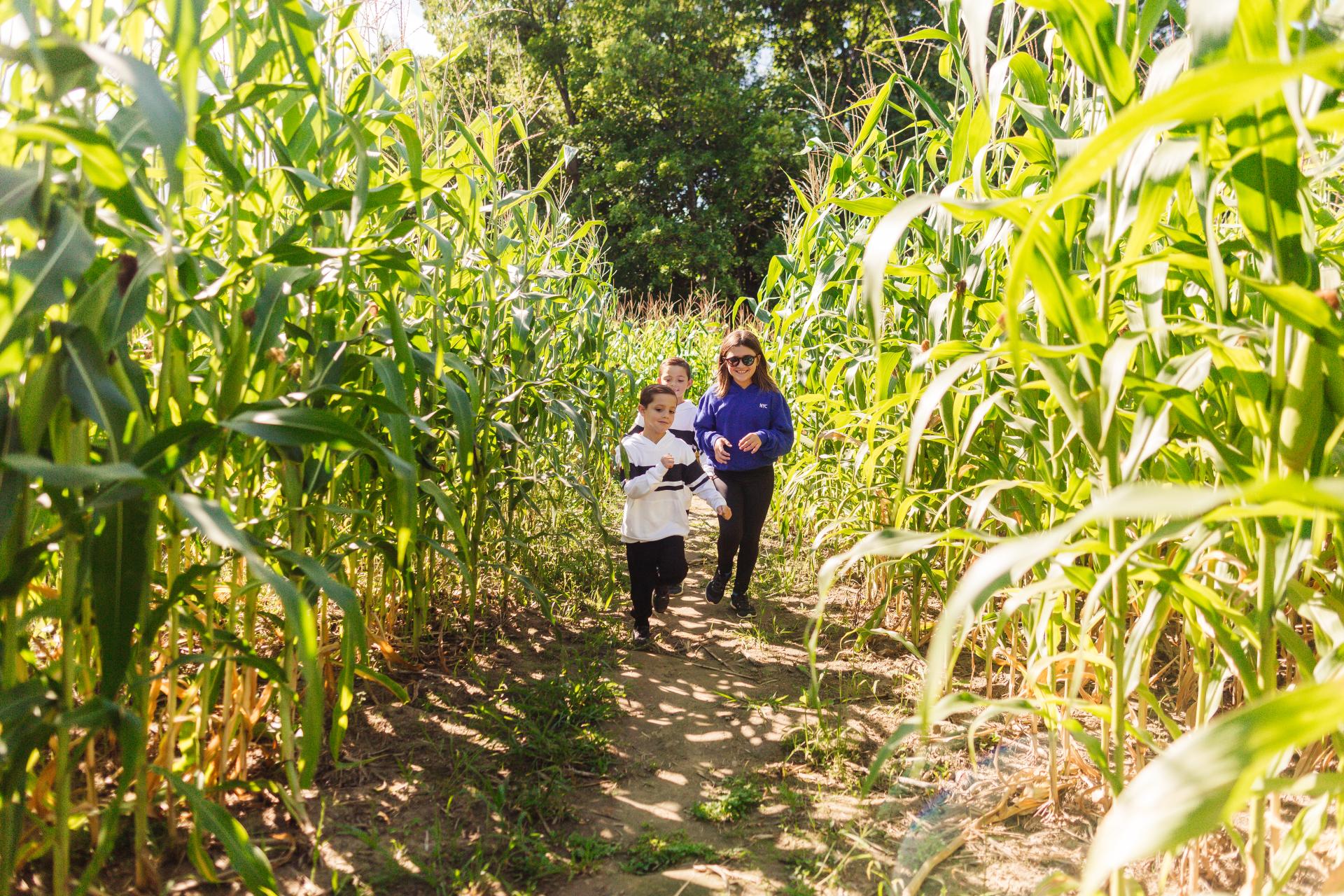 Three smiling children walk through the corn maze.