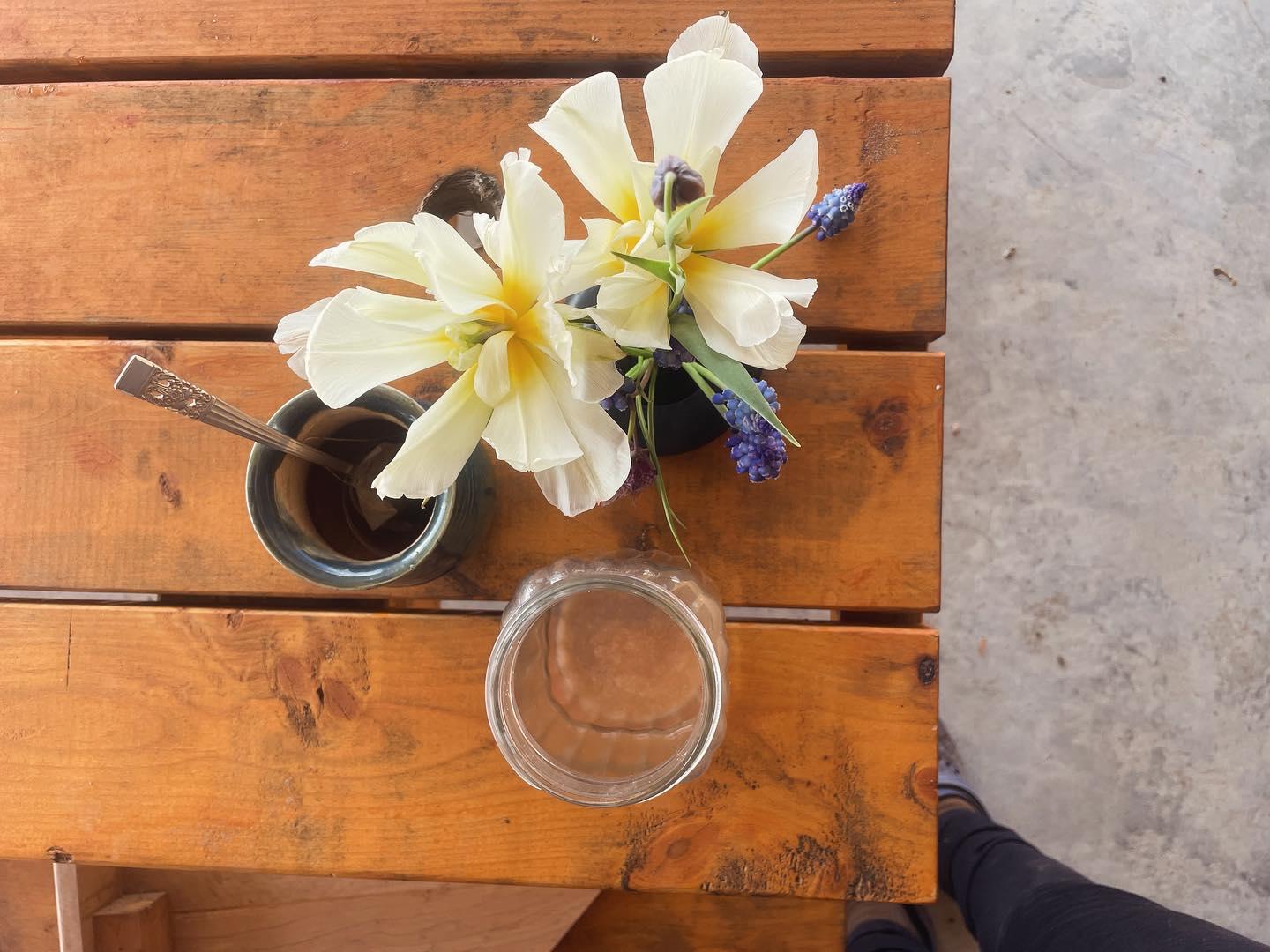 Creamy white tulips with grape hyacinth on a table
