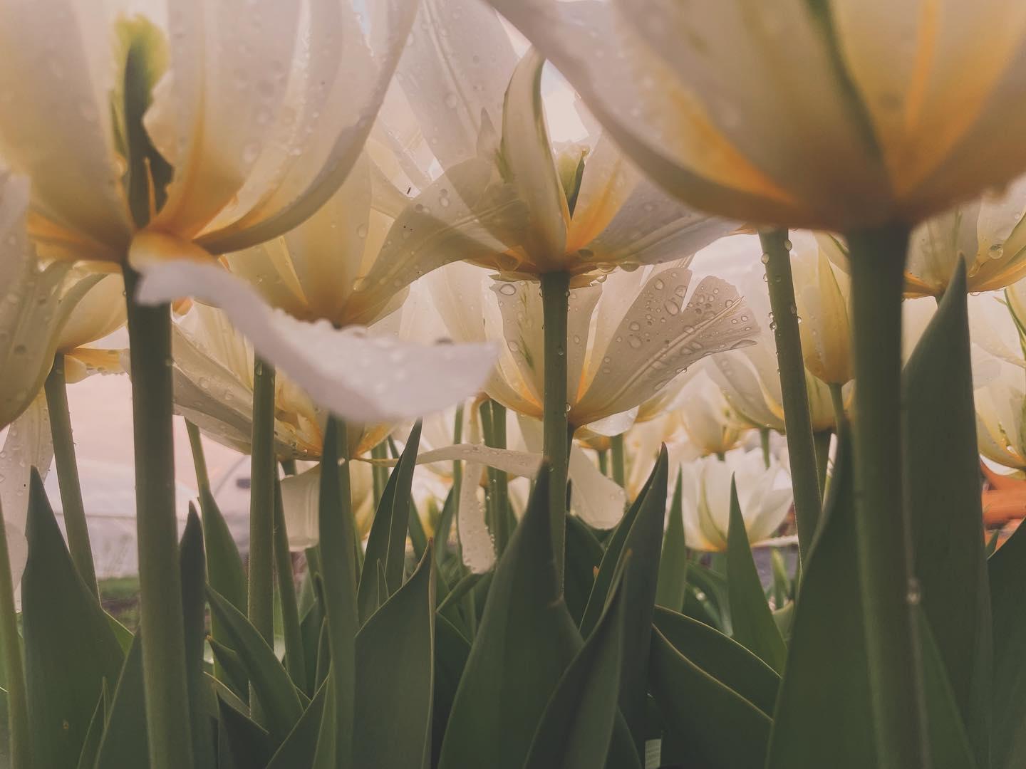 view from below tulip blooms