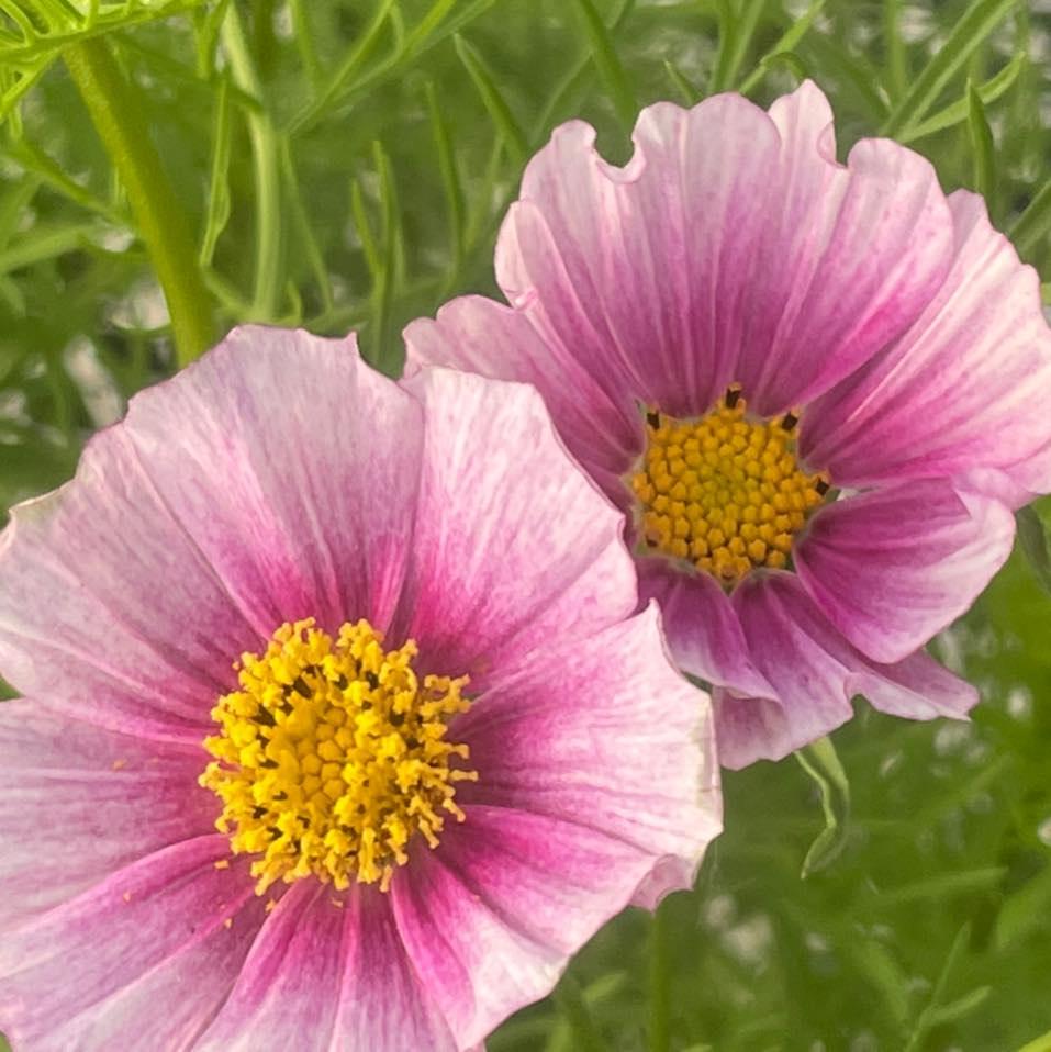 Happy pink cosmos