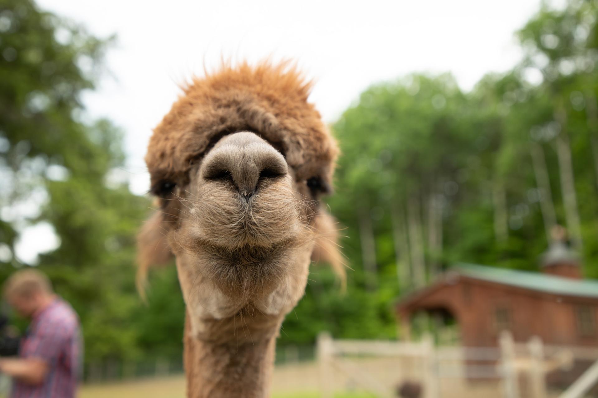smiling alpaca face
