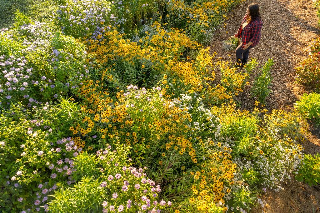 Abundant rudbeckia & asters from above