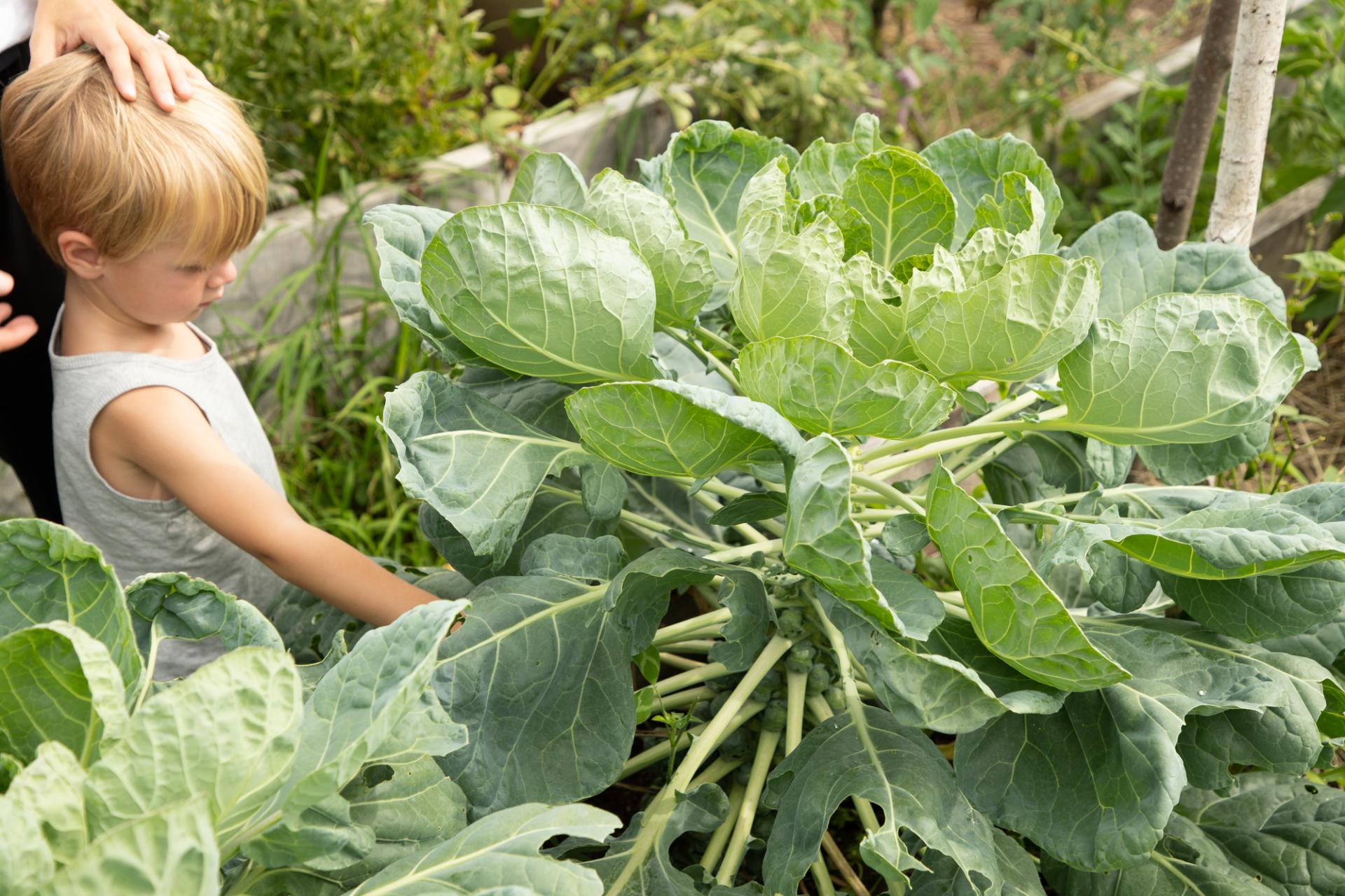 A towering brussels sprout plant.