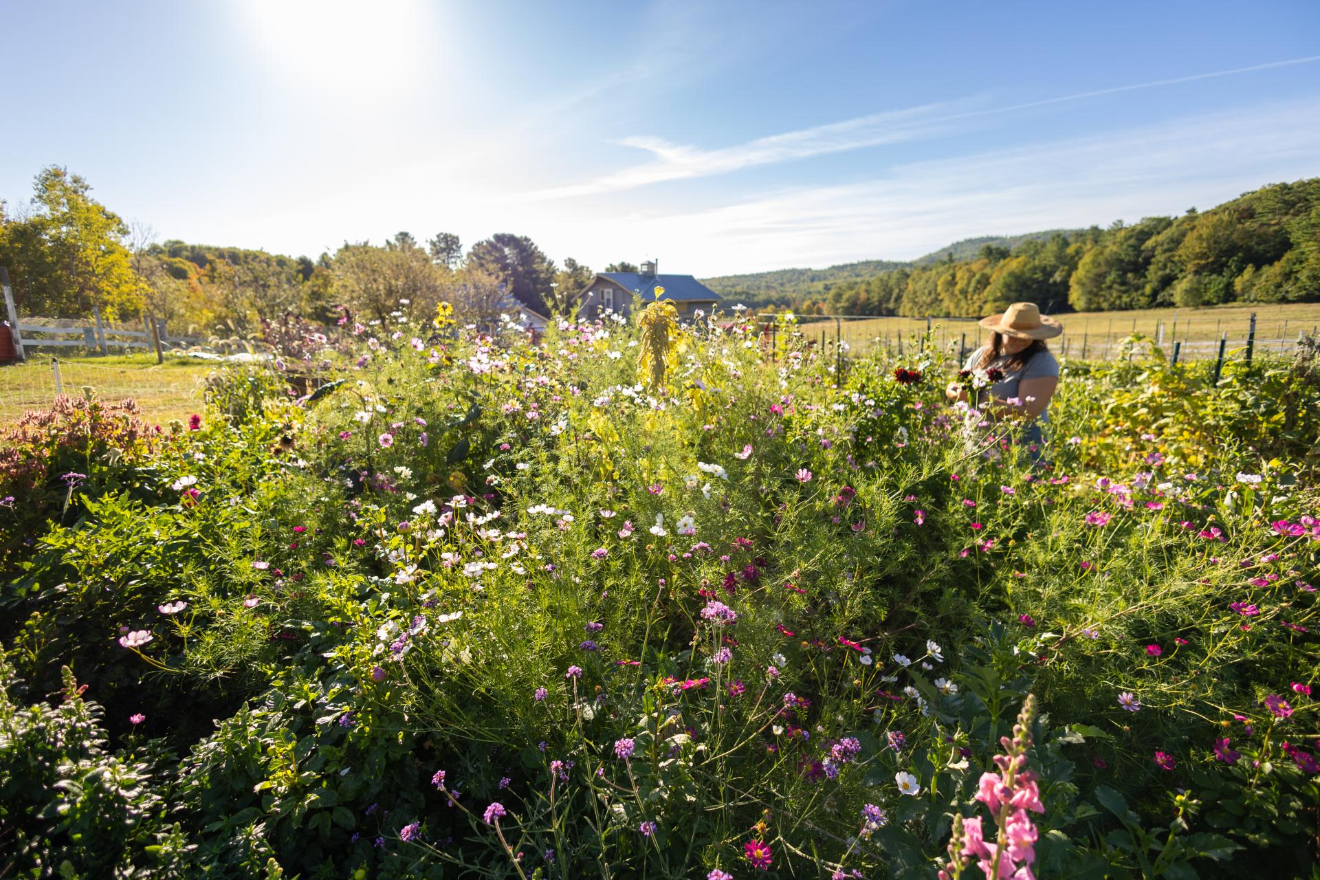 A farmer stands among the flowers under a bright blue sky.