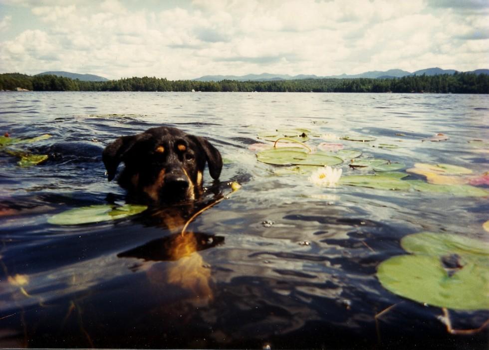 A dog swimming among the lily pads