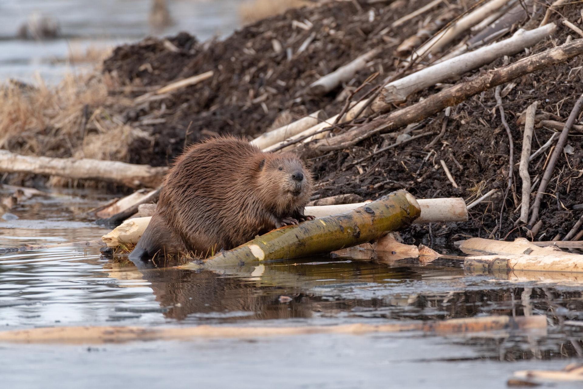 A beaver on its lodge