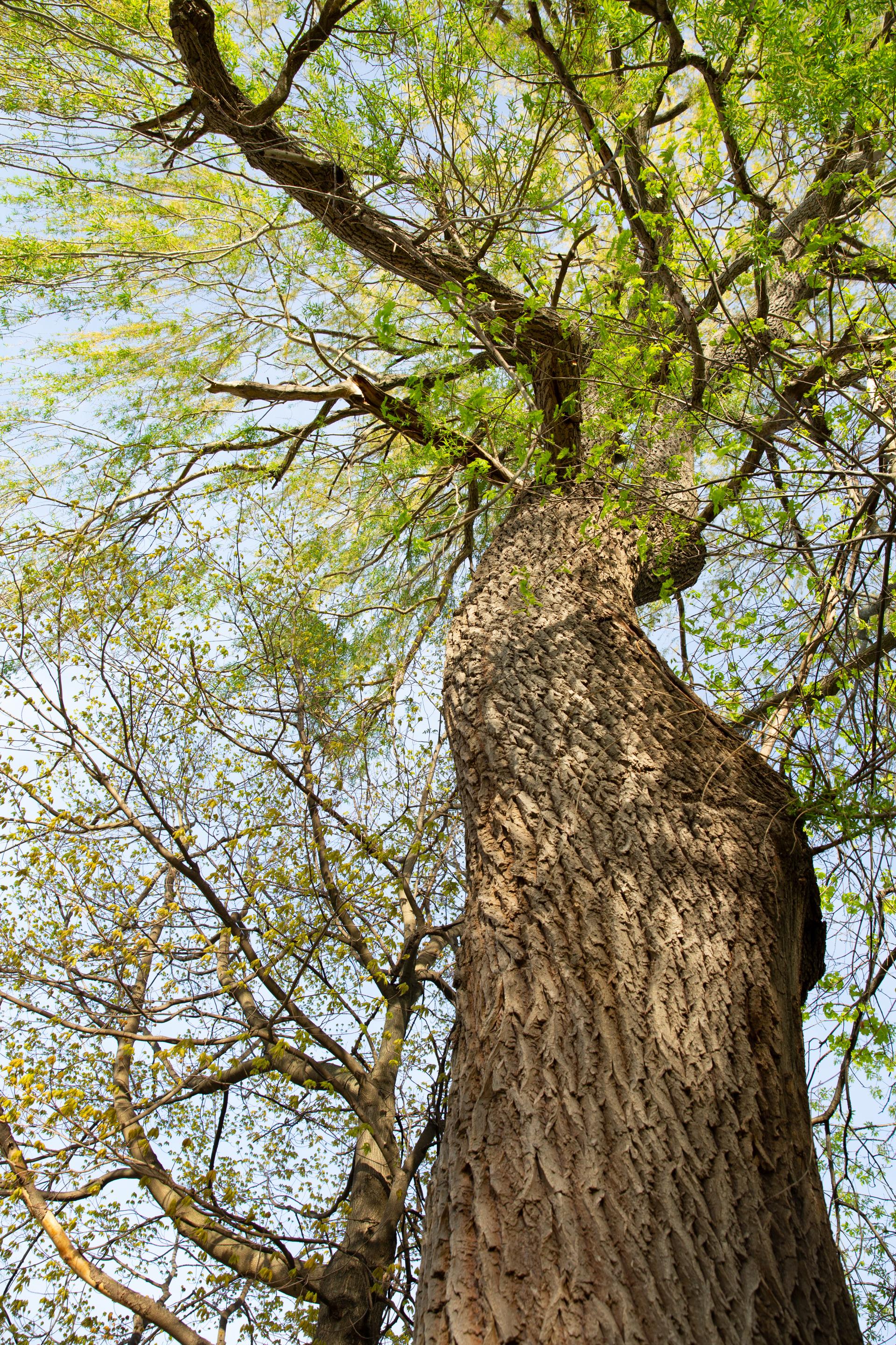 The Ancient Oak trail is the hike for Tree Lovers on the Adirondack Coast.