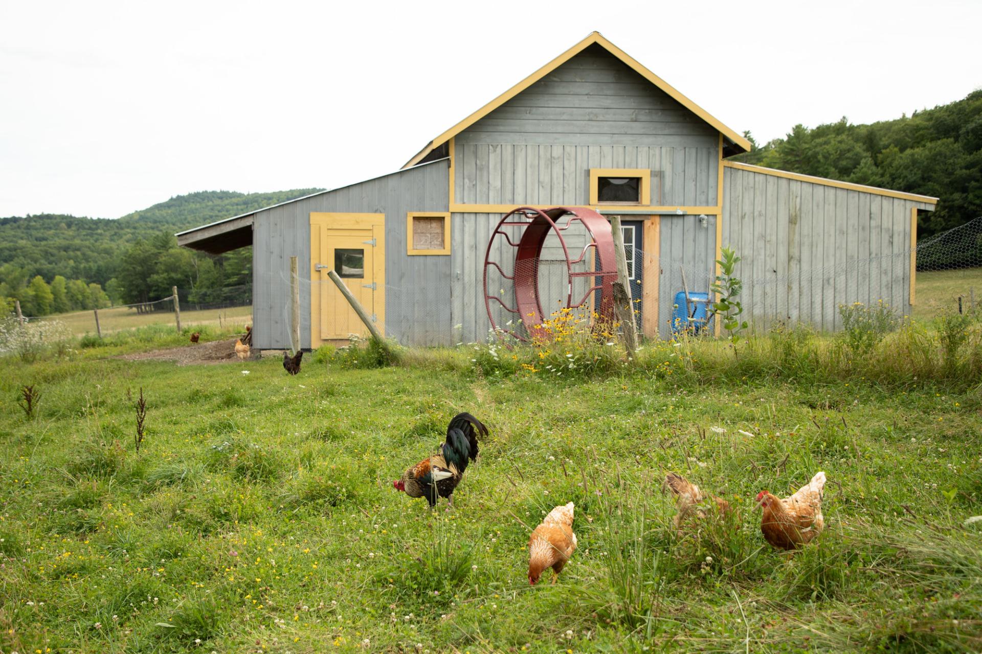A farm with chickens in the field