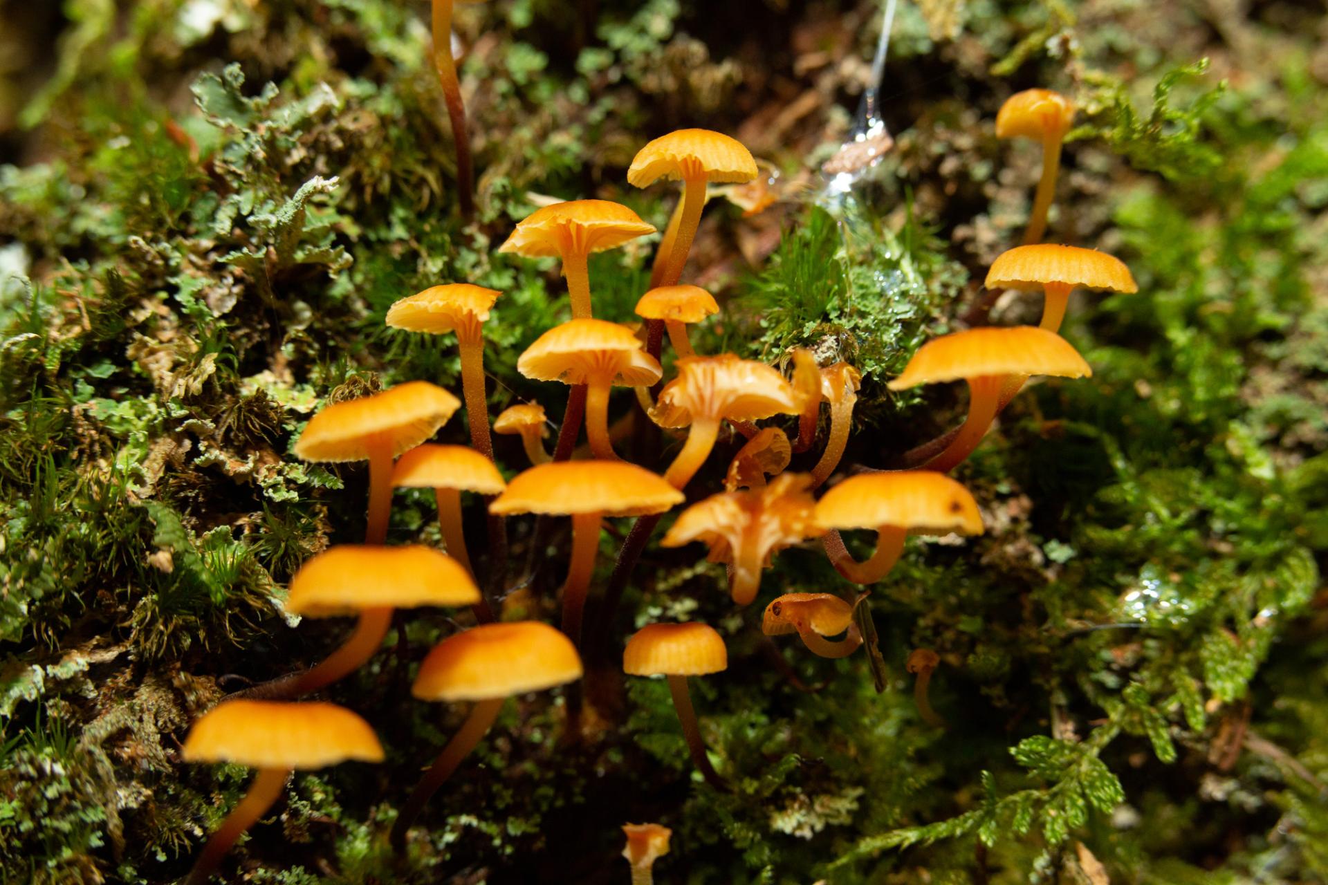 A bunch of mushrooms in the moss