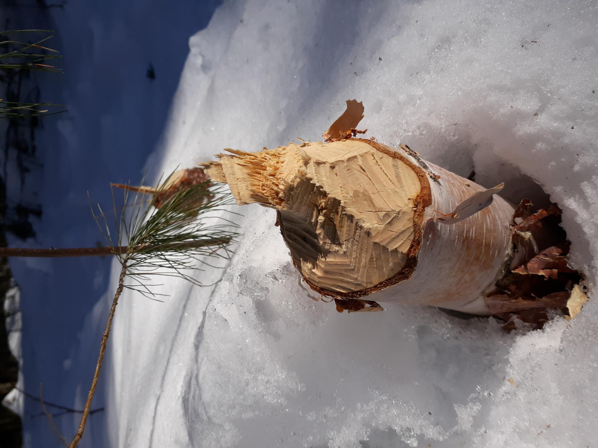 A stump chewed by a beaver