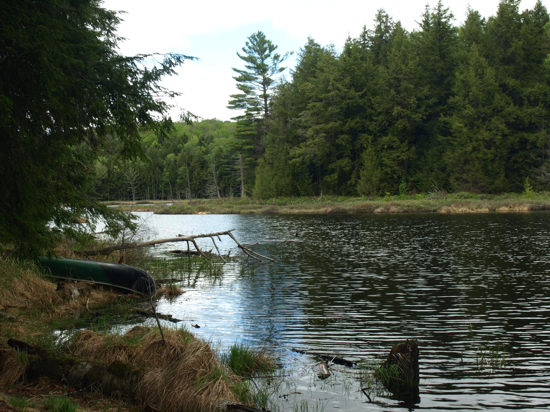 The shoreline of Goose Pond