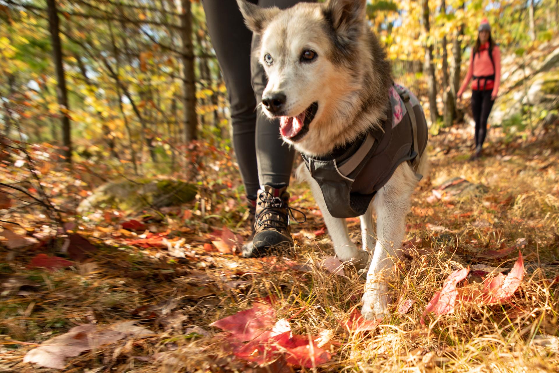 Rattlesnake Mountain welcomes children and dogs.