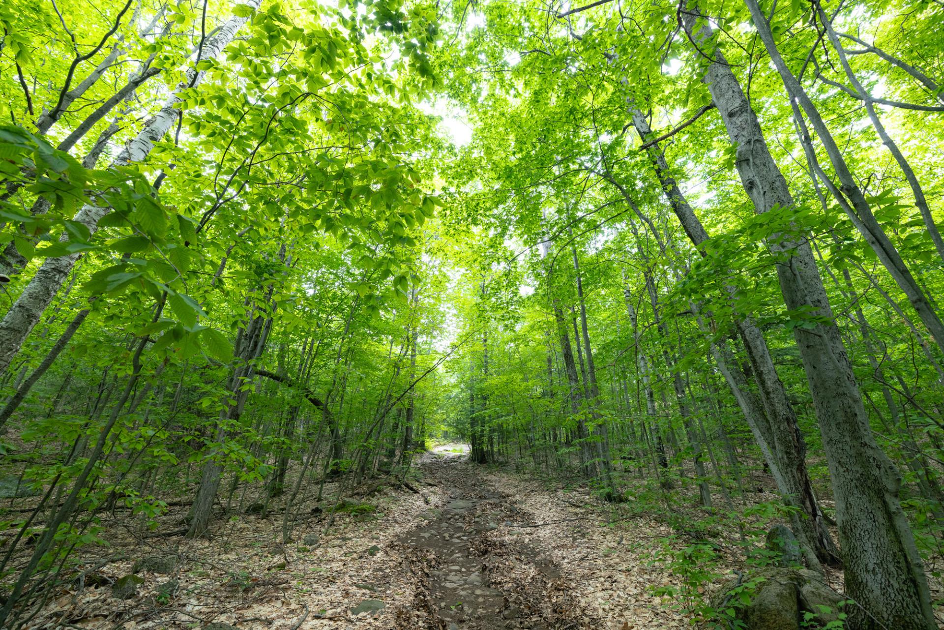 The approach to Coot Hill along an old two-track road