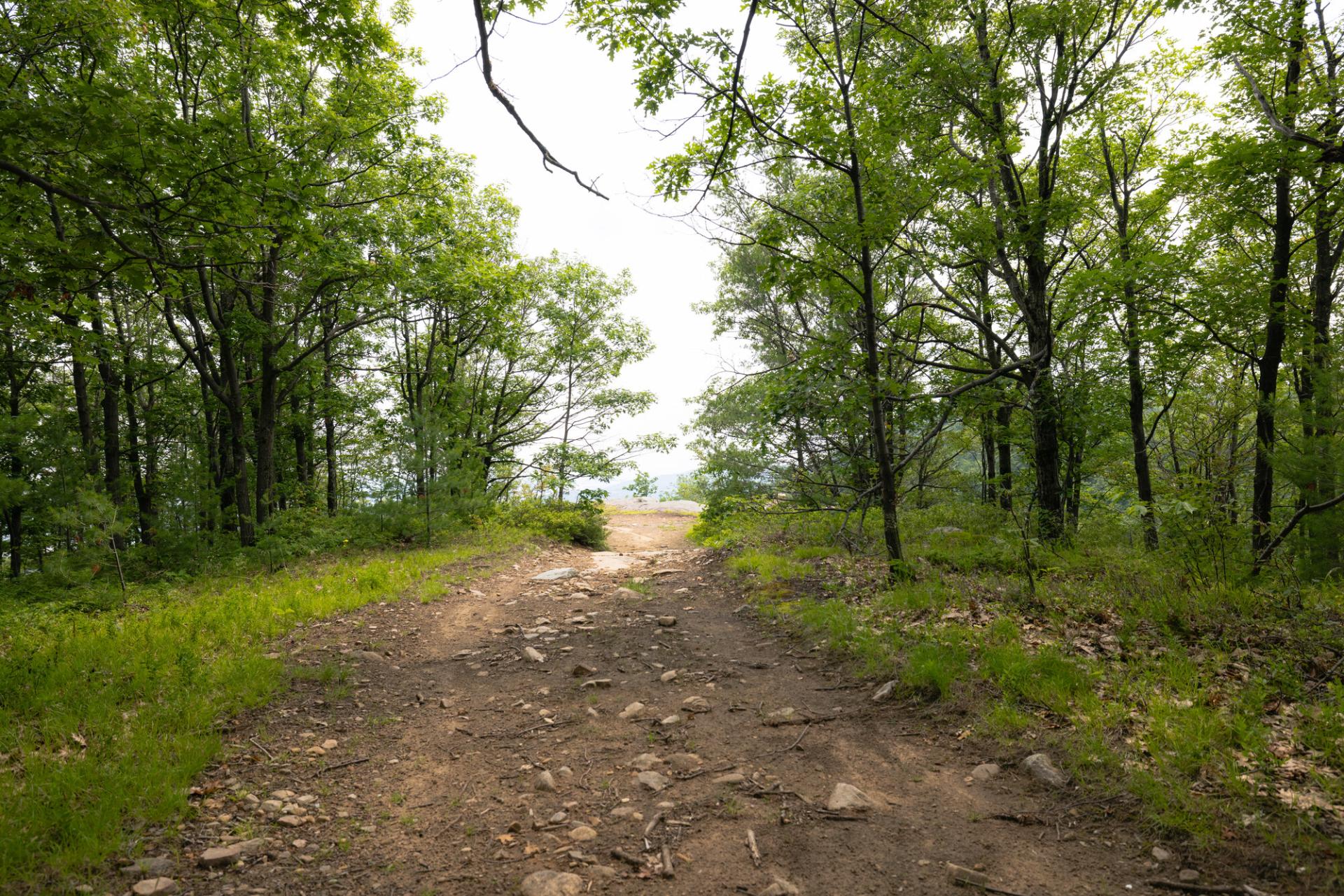 The approach to a forested overlook