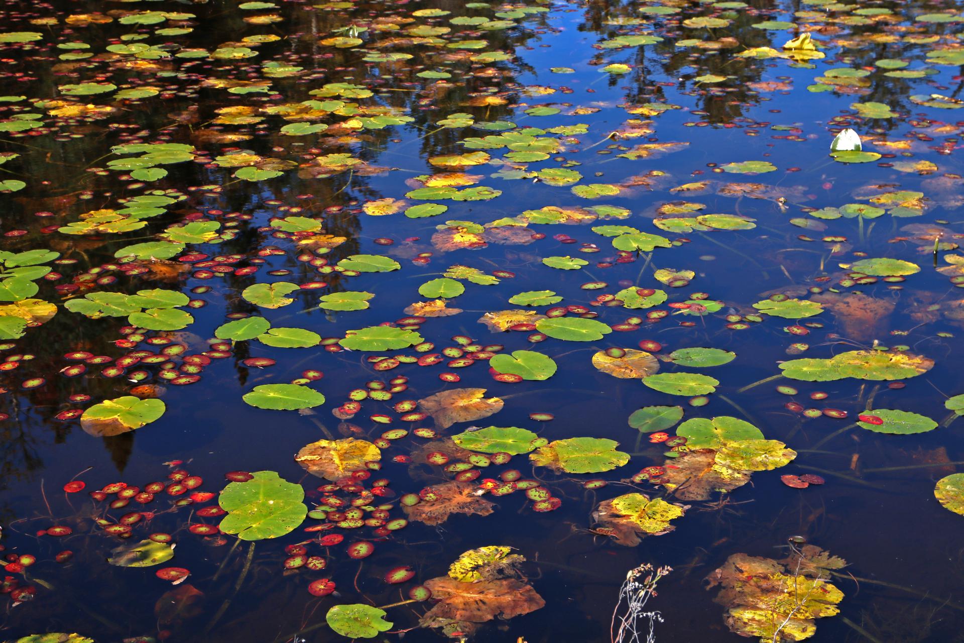 Lily pads floating in murky water
