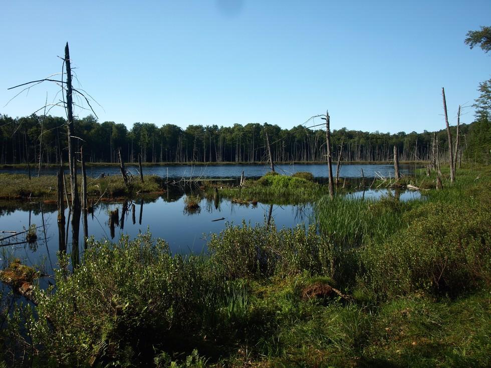 Shallow Bear Pond looking very swampy in the summer.