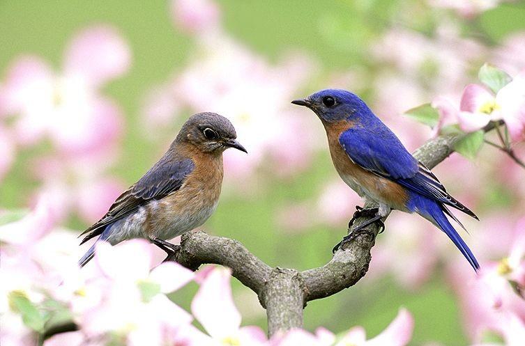 Eastern bluebirds