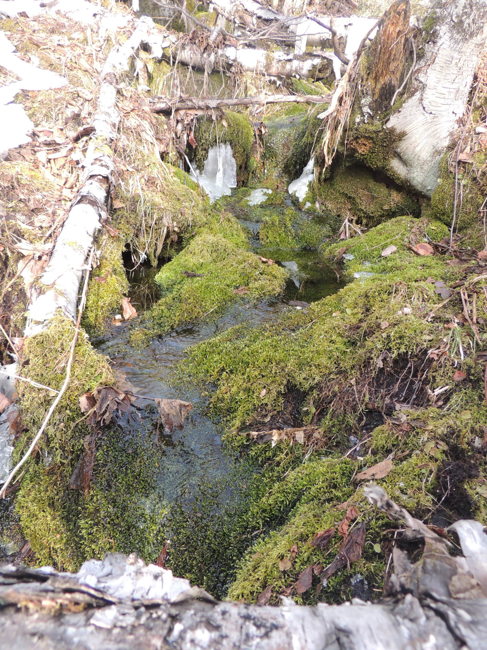 Up close view of moss