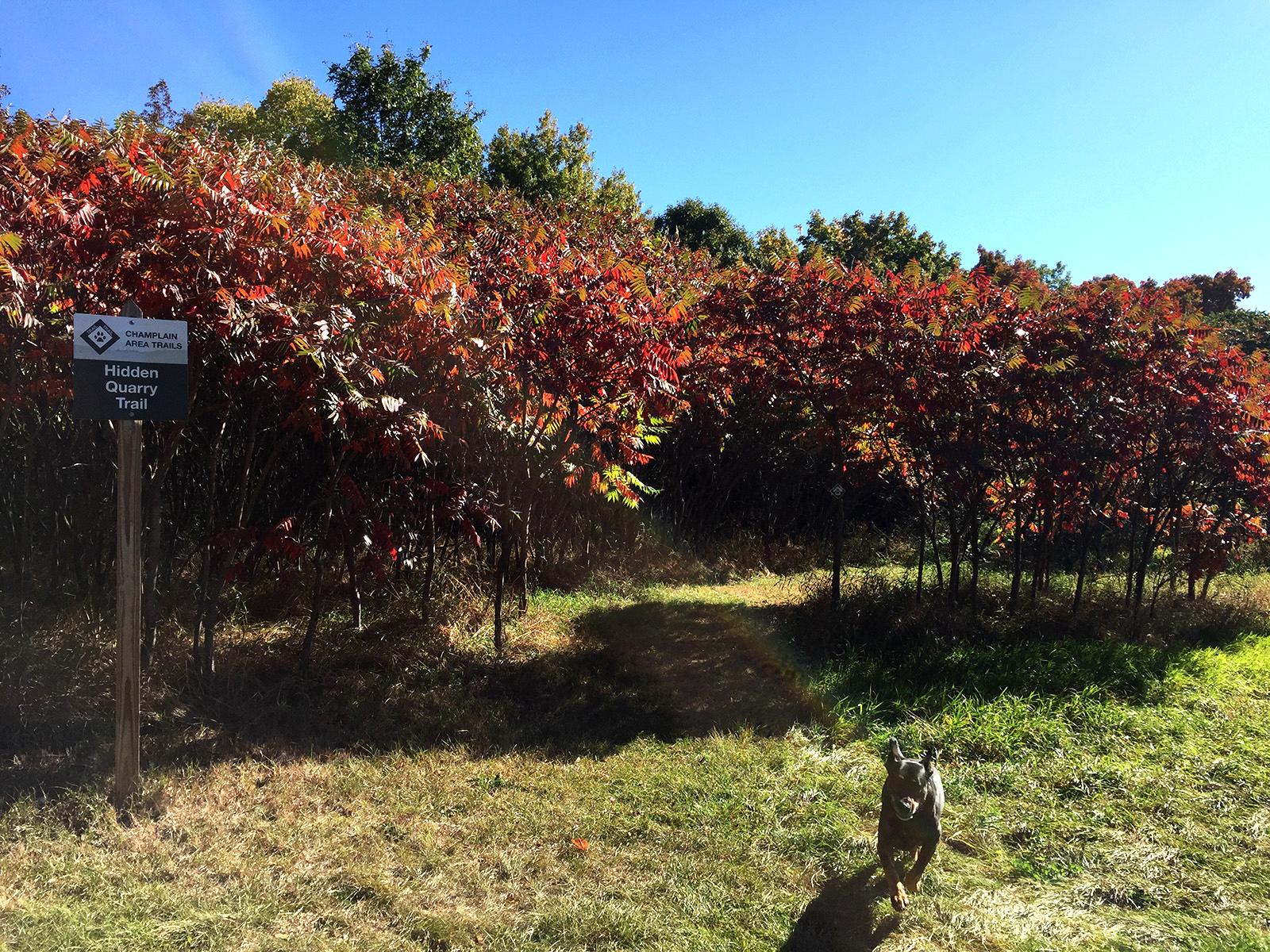 Colorful trees next to the Hidden Quarry trail sign.