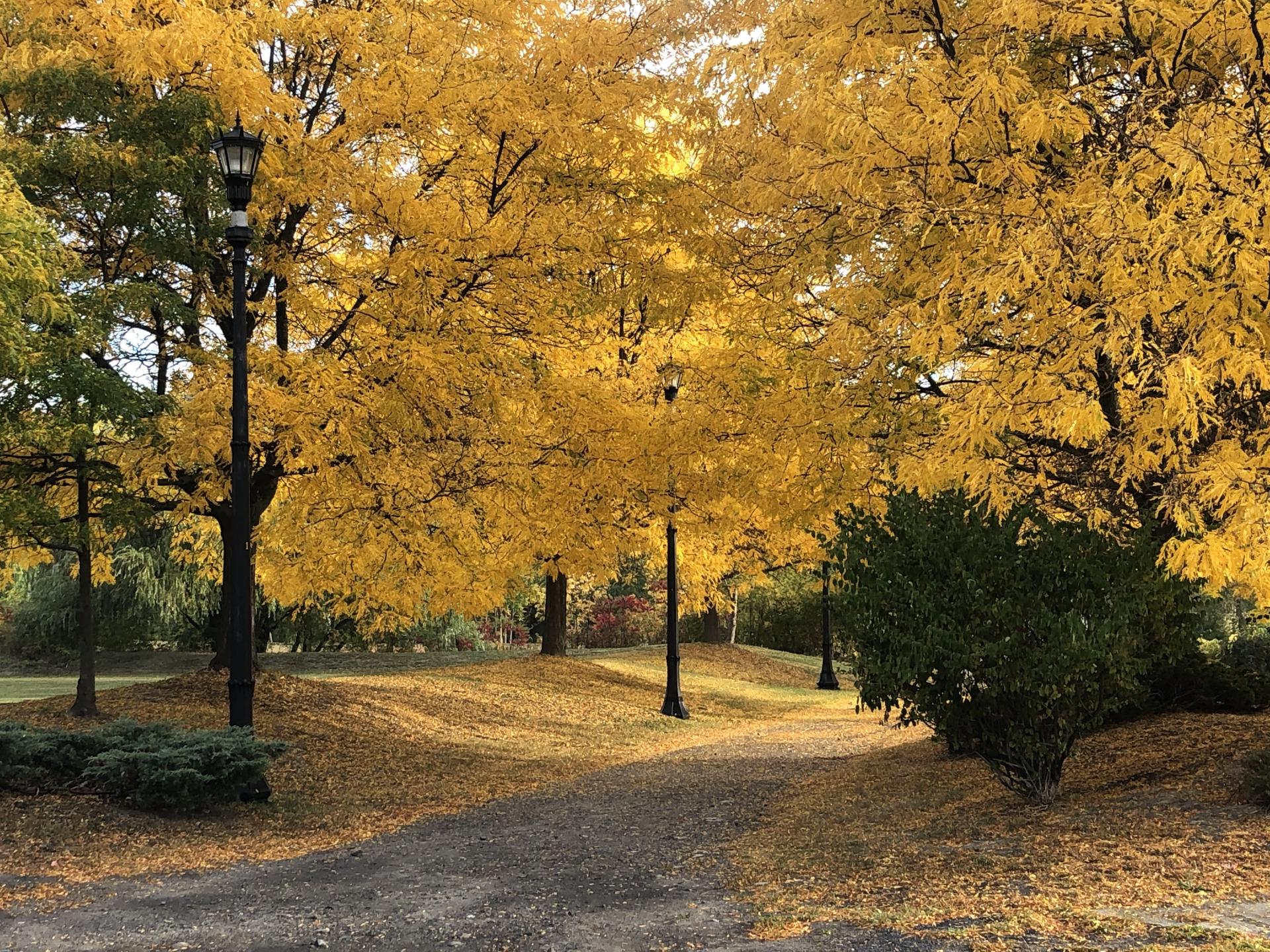 Yellow trees in the fall along the La Chute River Walk.