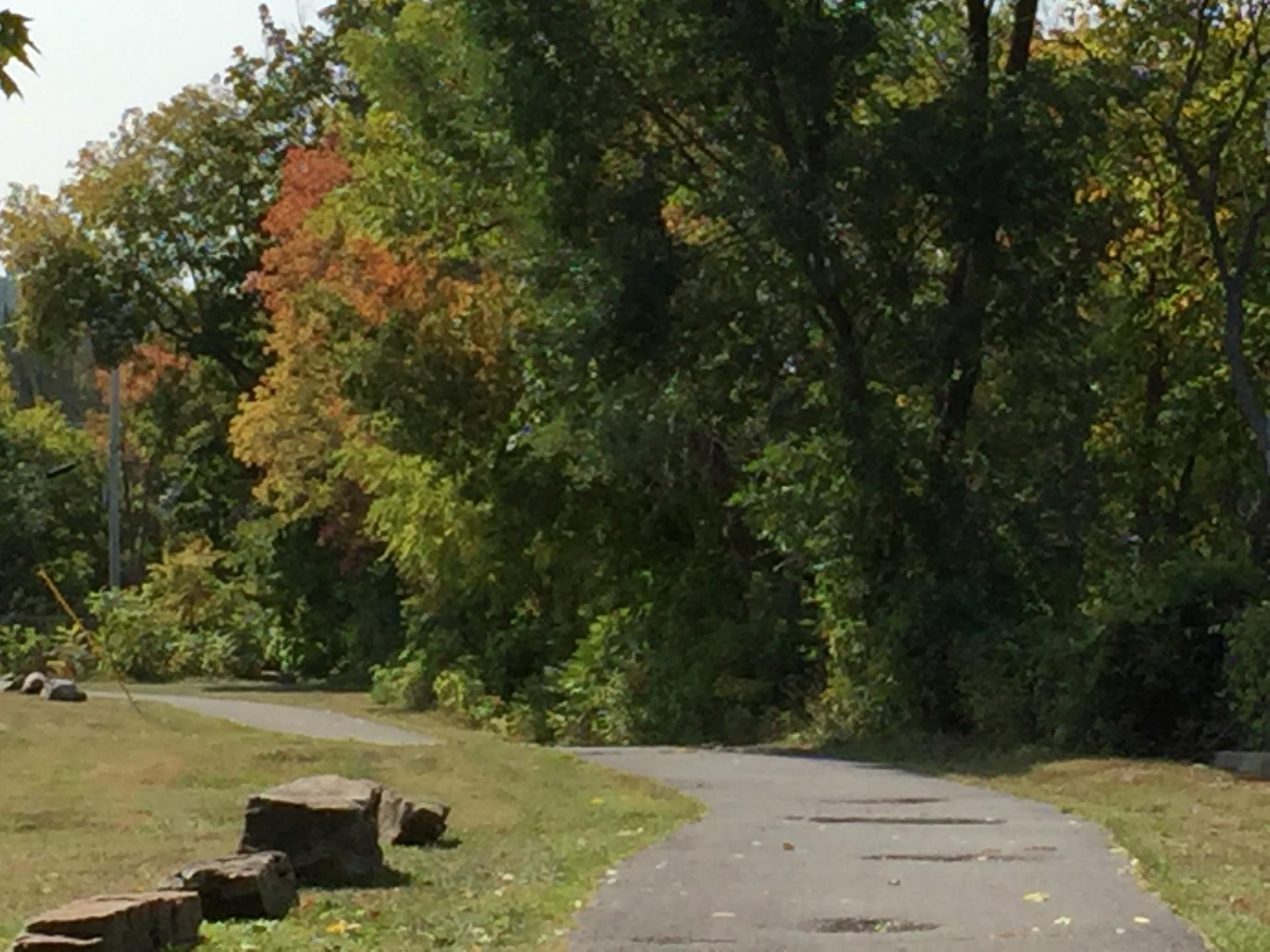 A paved path in the fall