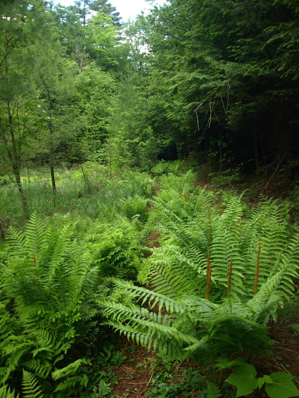 Ferns on the Cross-Over Trail