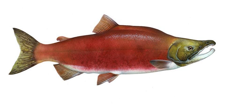 Find the elusive Kokanee.