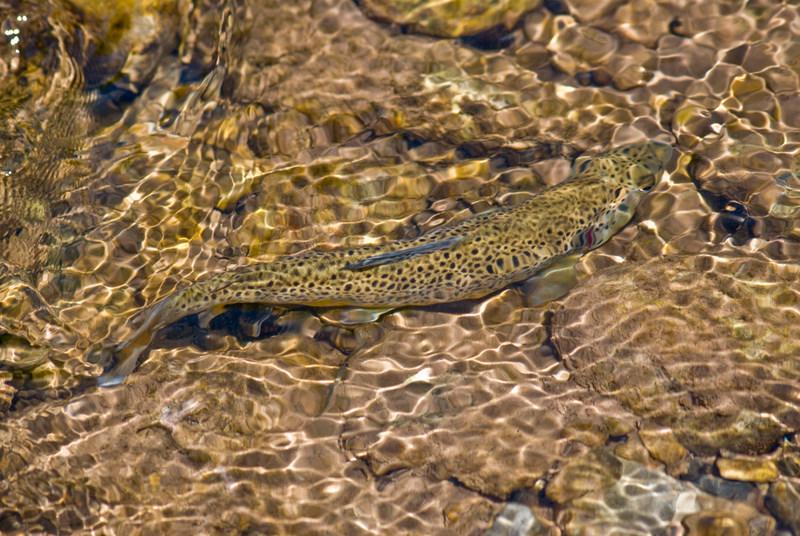 Great trout fishing in Clear Pond.