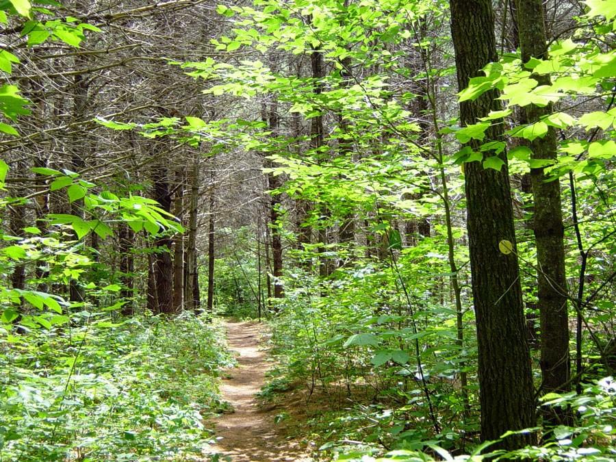 Blueberry Cobbles starts with a lovely trail through a forest.