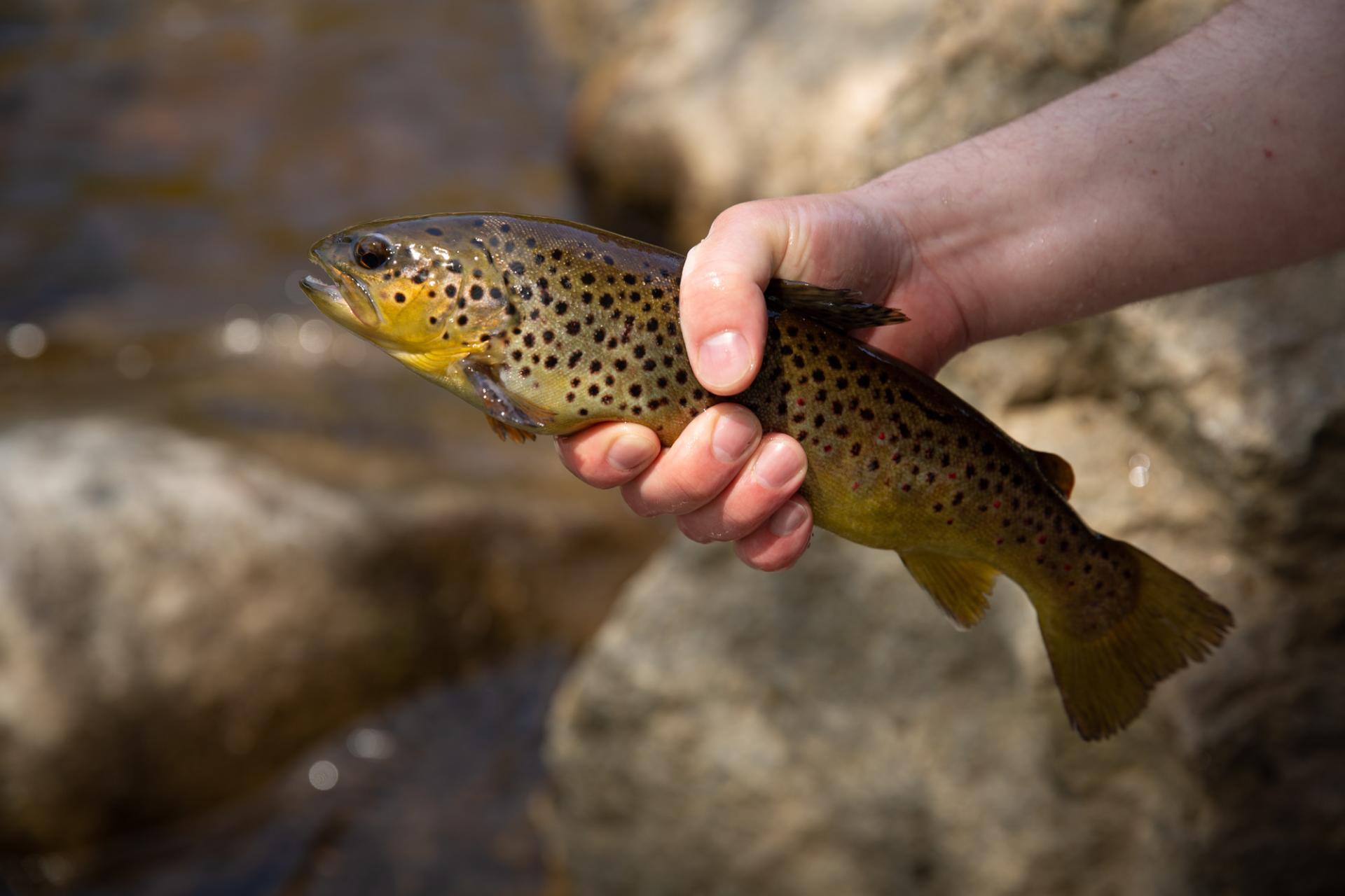 A trout being held in someones hand