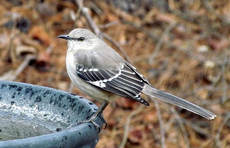 A Northern Mockingbird on a bird bath