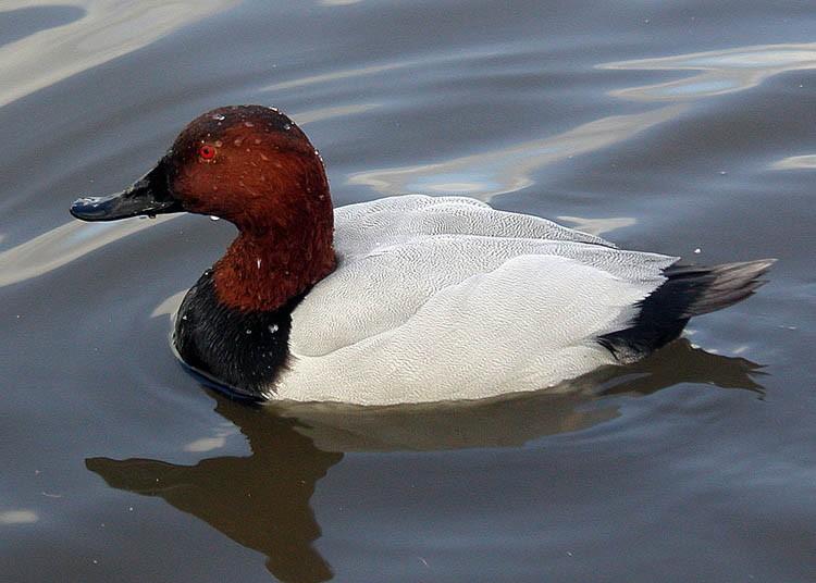 A canvas-back duck in the water
