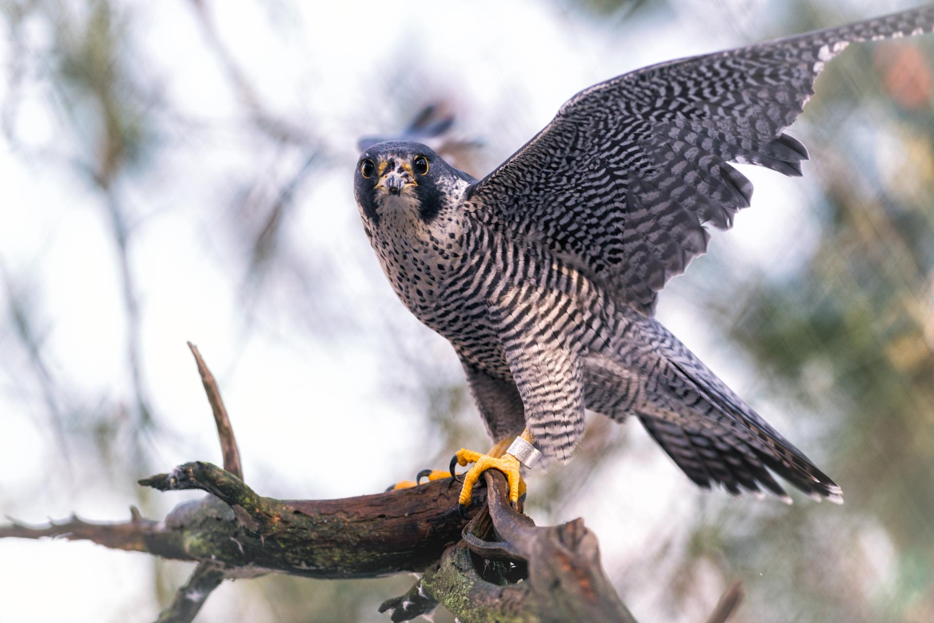 A peregrine falcon taking off.