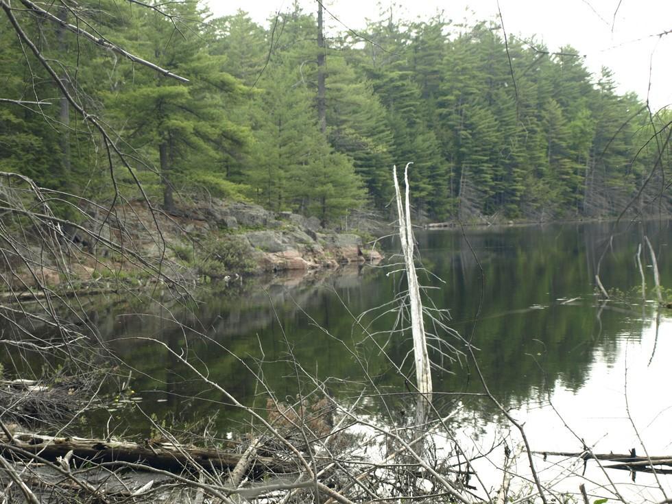 Mill and Murrey Ponds are great places for pike to hunt and hide.