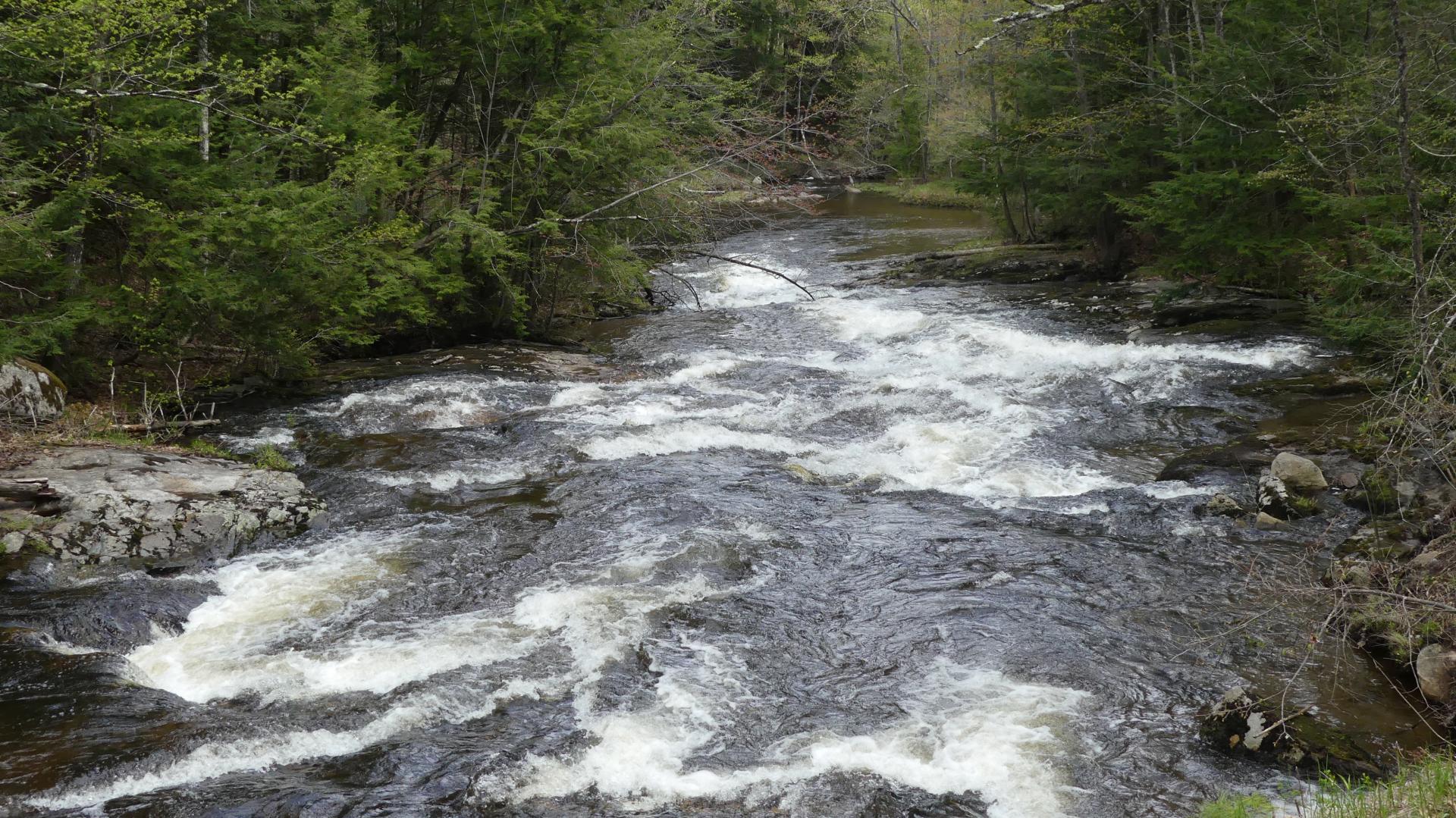 Rushing stream cuts through evergreen trees.
