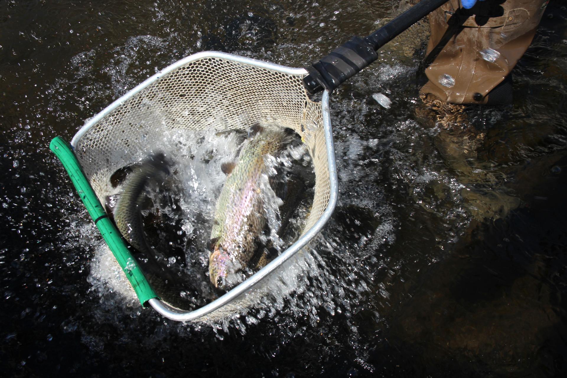 The end result is a fine day of Adirondack trout fishing.