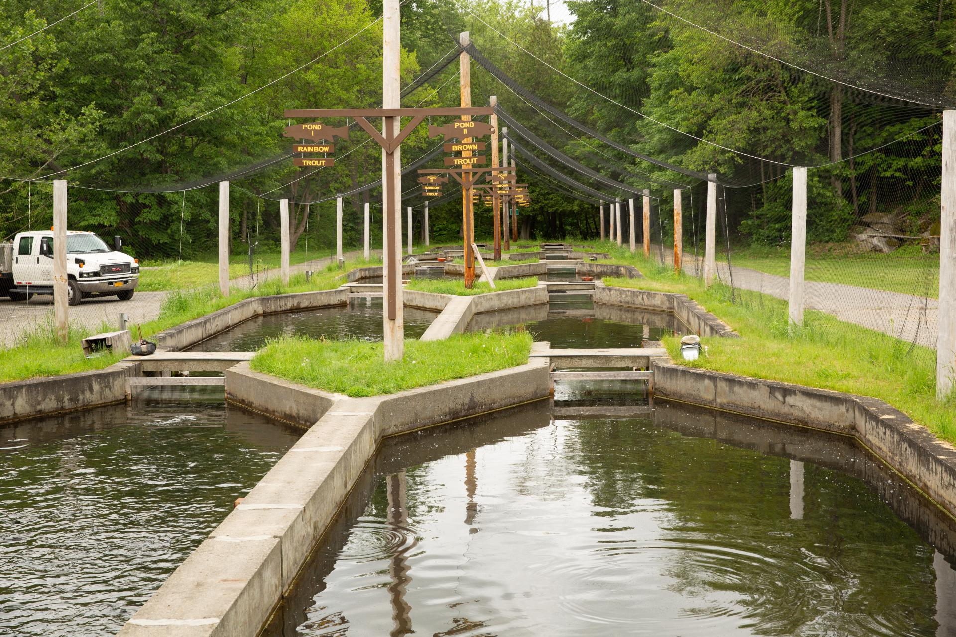 Here's where the baby fish get exposed to more natural environments.