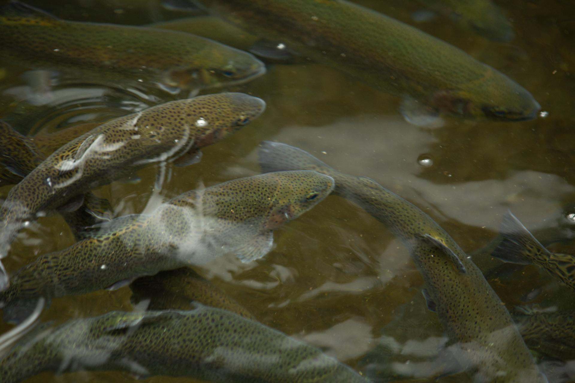 Tanks and tanks of fish closer than you've ever seen before.