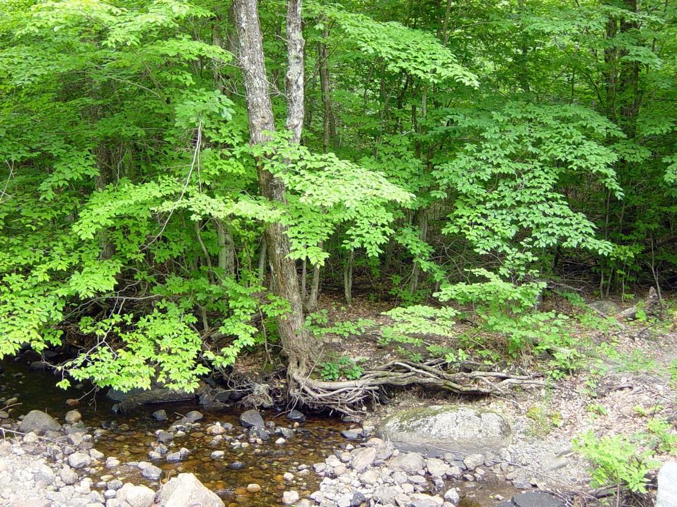 The abundant water sources make this a cool