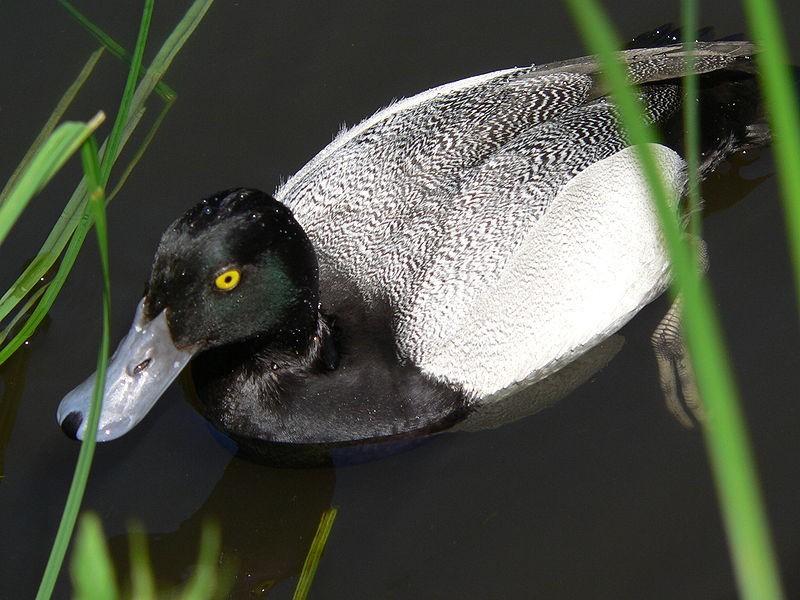 A lesser scaup in the water