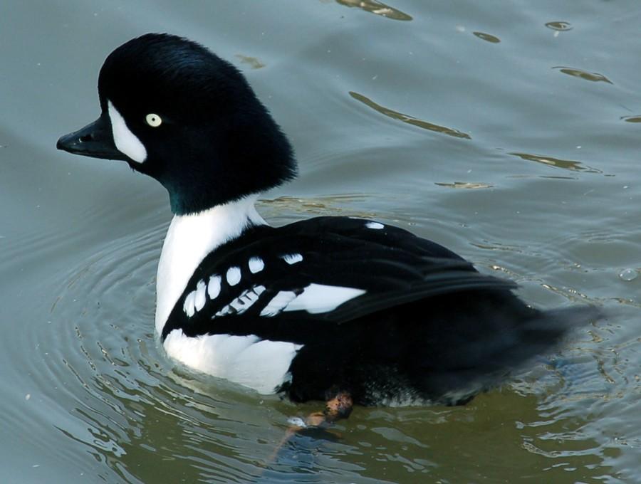 A lovely goldeneye male cruises Lake Champlain.