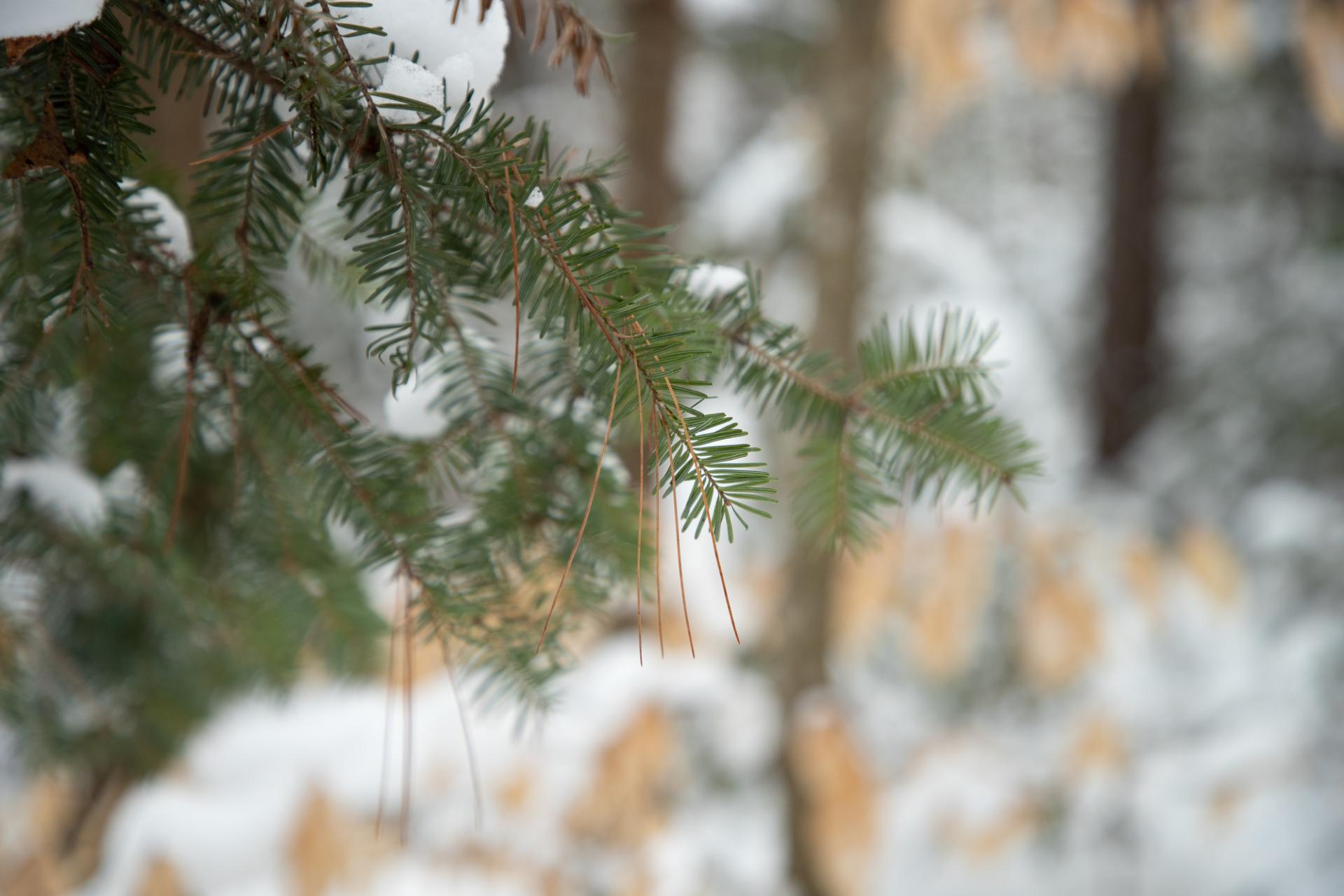 A hemlock tree branch in the winter