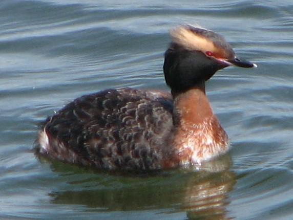 Water birds like this horned grebe can be seen in Whallon Bay.