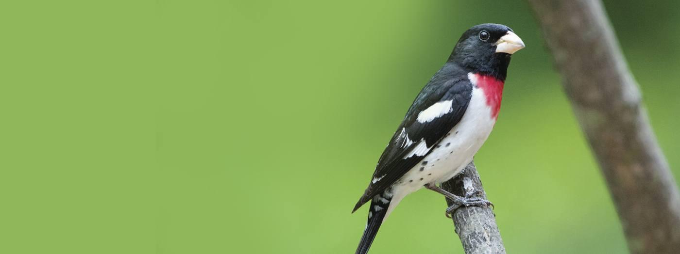  pavilion and view from Mt Defiance.