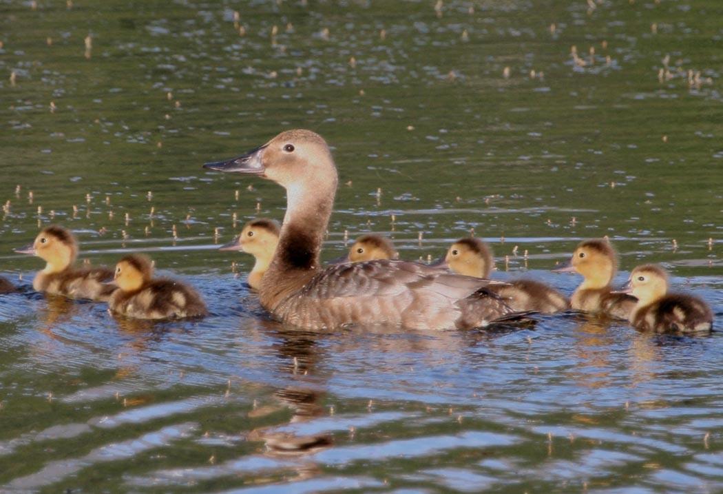 Canvasback duck and her brood on the water.