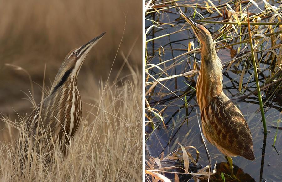 The American Bittern is found is Adirondack wetlands.